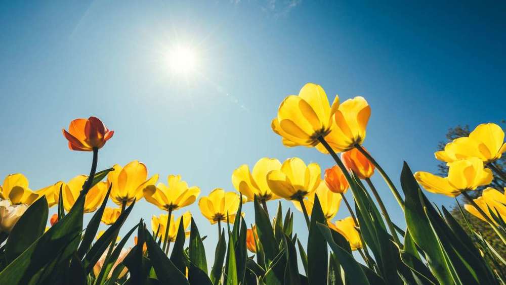 CELEBRATION OF SPRING