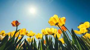 CELEBRATION OF SPRING